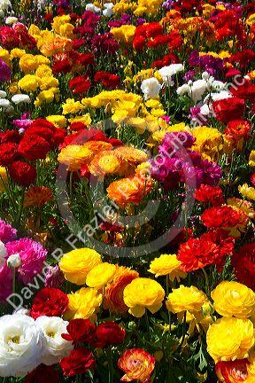 The Flower Fields at Carlsbad, California, USA.