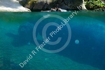 Hippopotamus display at the San Diego Zoo located in Balboa Park, California, USA.