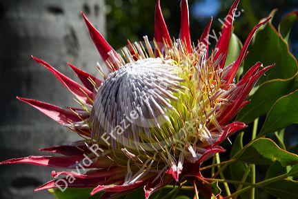 King Protea tropical flower at the San Diego Zoo located in Balboa Park, California, USA.