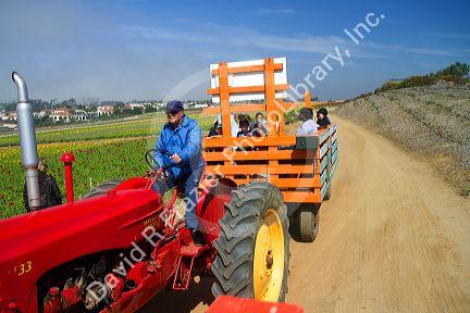 Tractor ride at the Flower Fields at Carlsbad, California, USA.