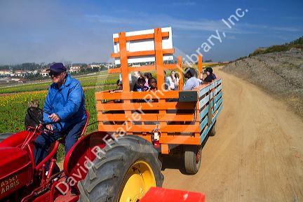 Tractor ride at the Flower Fields at Carlsbad, California, USA.