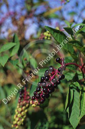 Poke berries are a non-edible weed.