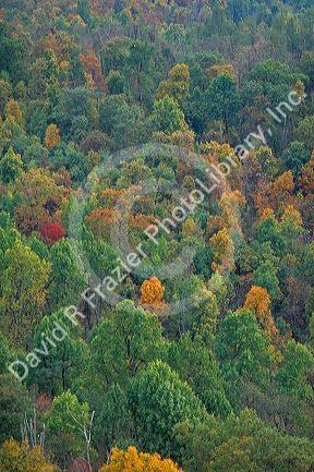Fall colors on a foggy day along Skyline Drive in Shenandoah National Park, Virginia.