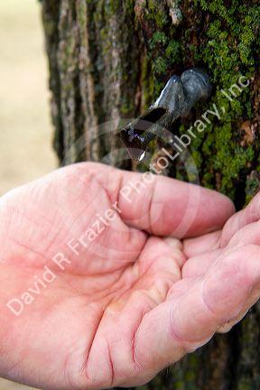 Hand catching a drop of maple sap from a spline in a maple tree at Lake Odessa, Michigan, USA.