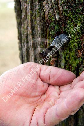 Hand catching a drop of maple sap from a spline in a maple tree at Lake Odessa, Michigan, USA.