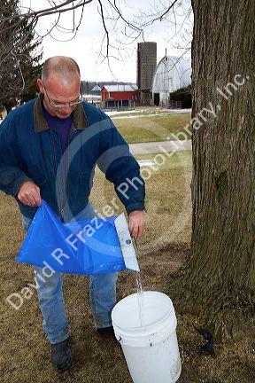 Worker pouring collected maple sap into a bucket for processing at Lake Odessa, Michigan, USA.