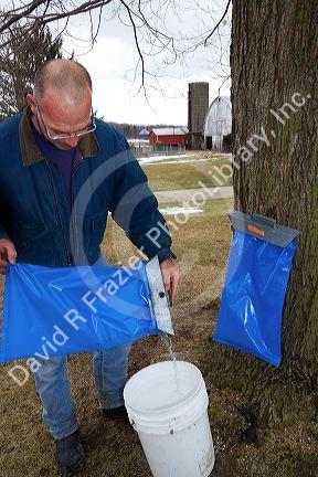 Worker pouring collected maple sap into a bucket for processing at Lake Odessa, Michigan, USA.