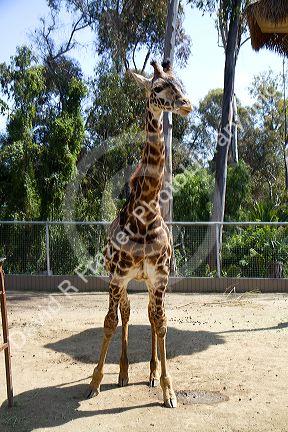 Giraffe at the San Diego Zoo located in Balboa Park, California, USA.