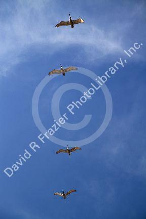 Brown pelicans flying in the sky.