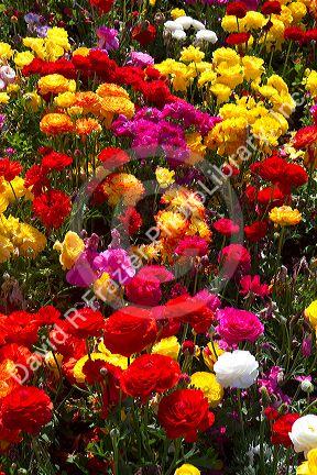 The Flower Fields at Carlsbad, California, USA.