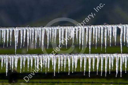 Frozen irrigation water on a wire fence.