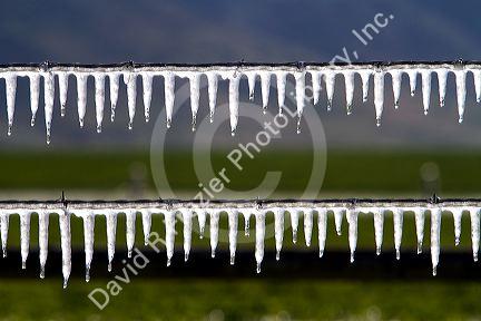 Frozen irrigation water on a wire fence.