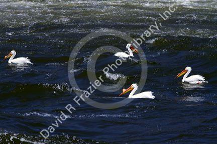 American White Pelicans on the Snake River in Elmore County, Idaho, USA.