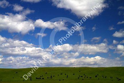 Cattle graze on farmland in Elmore County, Idaho, USA.