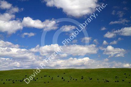 Cattle graze on farmland in Elmore County, Idaho, USA.