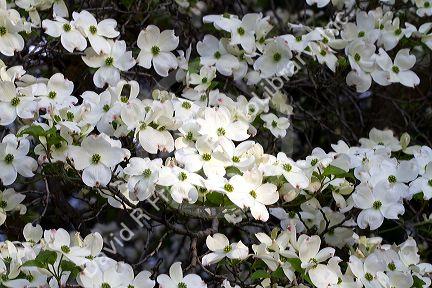 Dogwood tree in bloom.
