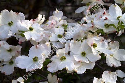 Dogwood tree in bloom.