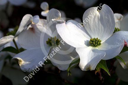 Dogwood tree in bloom.