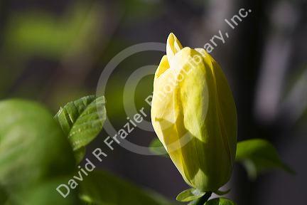 Magnolia tree blossom.