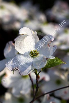 Dogwood tree in bloom.