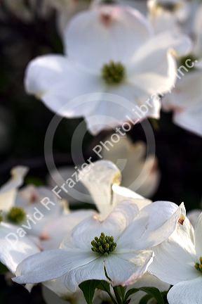 Dogwood tree in bloom.