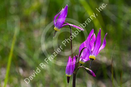 Dodecatheon pulchellum, commonly known as pretty shooting star flower in bloom.