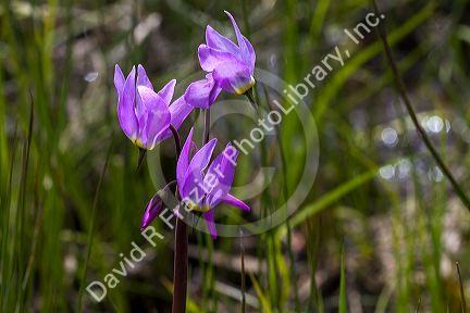 Dodecatheon pulchellum, commonly known as pretty shooting star flower in bloom.