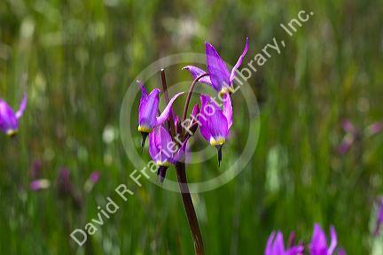 Dodecatheon pulchellum, commonly known as pretty shooting star flower in bloom.