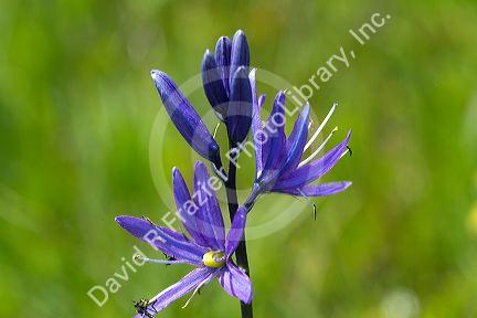 Camassia quamash, also known as Small Camas flowering perennial herb.