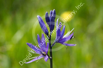 Camassia quamash, also known as Small Camas flowering perennial herb.