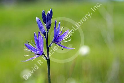 Camassia quamash, also known as Small Camas flowering perennial herb.