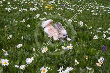 Dog running through a meadow of white mule's ear and small camas wildflowers.