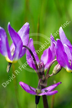 Dodecatheon pulchellum, commonly known as pretty shooting star flower in bloom.