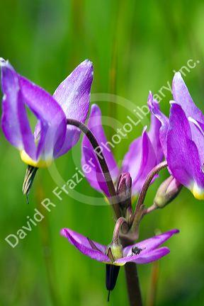Dodecatheon pulchellum, commonly known as pretty shooting star flower in bloom.