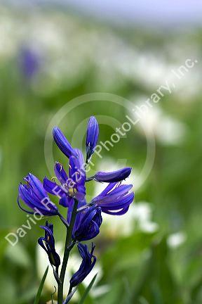 Camassia quamash, also known as Small Camas flowering perennial herb.