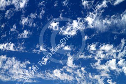 Cirrus clouds in the blue sky.