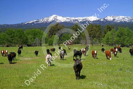 Cattle graze in Valley County, Idaho, USA.