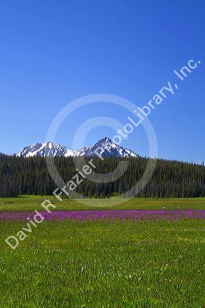 Meadow of wildflowers and the Sawtooth Mountain Range near Stanley, Idaho, USA.