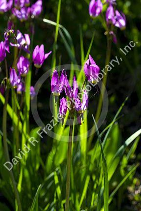 Dodecatheon pulchellum, commonly known as pretty shooting star flower in bloom near Stanley, Idaho, USA.