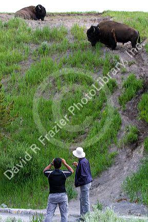 Tourists watch american bison graze in Yellowstone National Park, USA.