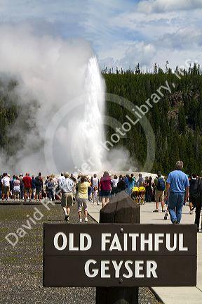 Tourists gather to watch the Old Faithful geyser eruption in Yellowstone National Park, USA.