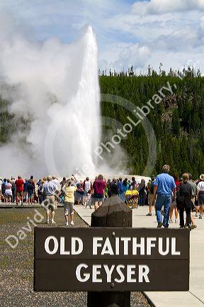 Tourists gather to watch the Old Faithful geyser eruption in Yellowstone National Park, USA.