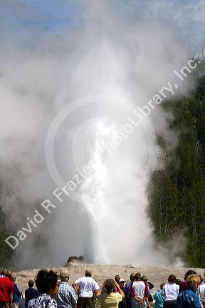 Tourists gather to watch the Old Faithful geyser eruption in Yellowstone National Park, USA.