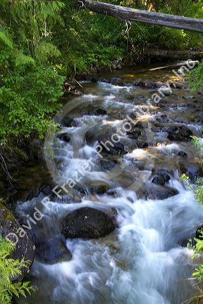 Grave Creek running into the Lochsa River in north central Idaho, USA.
