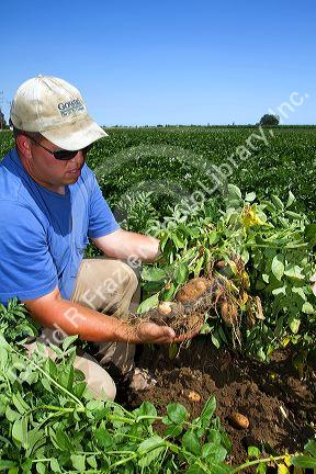 Farmer checking Idaho russet potato growth in Canyon County, Idaho, USA.