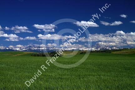 Wheat field near Ashton, Idaho, USA.