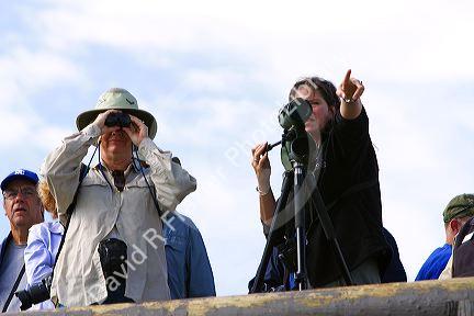 Tourists viewing wildlife in Yellowstone National Park, USA.