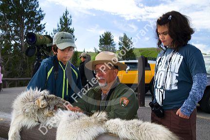 Park ranger showing kids a wolf pelt in Yellowstone National Park, USA.
