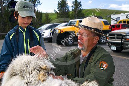 Park ranger showing kids a wolf pelt in Yellowstone National Park, USA.