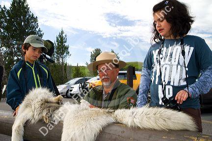 Park ranger showing kids a wolf pelt in Yellowstone National Park, USA.